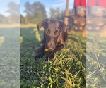 Small #2 Mutt