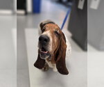 Small #2 Basset Hound