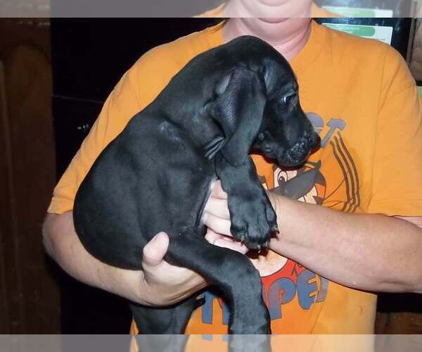 Medium Photo #63 Great Dane Puppy For Sale in SPRAGGS, PA, USA