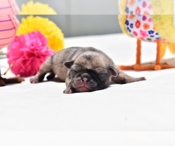 Medium Photo #2 Pug Puppy For Sale in PALM COAST, FL, USA