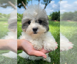 Puppy Coco Zuchon