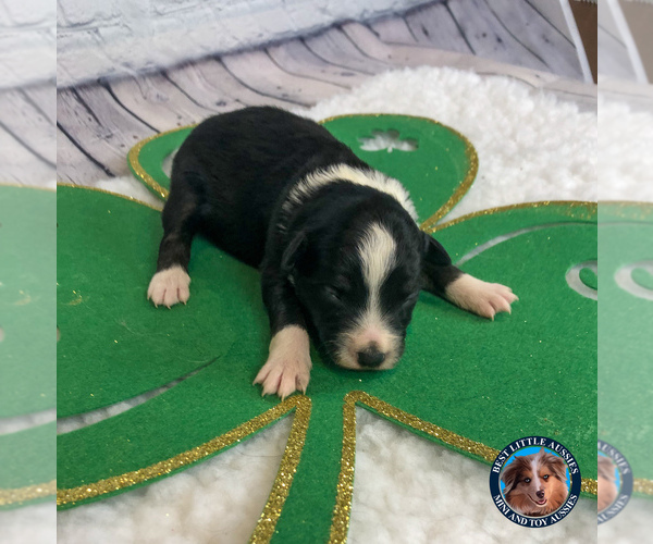 Medium Photo #4 Miniature Australian Shepherd Puppy For Sale in GRANBURY, TX, USA