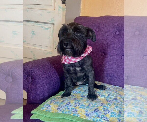 Medium Photo #3 Mutt Puppy For Sale in Rockaway, NJ, USA