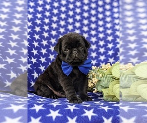 Pug Dog for Adoption in COCHRANVILLE, Pennsylvania USA