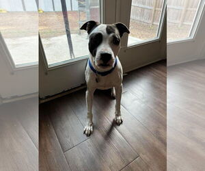 American Bulldog-Unknown Mix Dogs for adoption in Atlanta, GA, USA