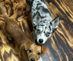 Mother of the Pomsky puppies born on 03/29/2025