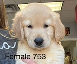 Puppy Female 753 Golden Retriever