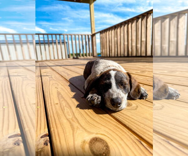 Medium Photo #3 Collie Puppy For Sale in Denton, TX, USA