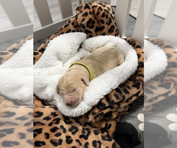 Medium Photo #1 Goldendoodle Puppy For Sale in NORTH AUGUSTA, SC, USA