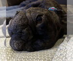 Small #12 French Bulldog