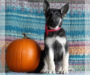 German Shepherd Dog Puppy for sale in LANCASTER, PA, USA