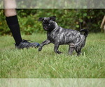 Small #1 Pug