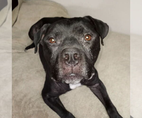 Medium Photo #48 American Pit Bull Terrier Puppy For Sale in Fargo, ND, USA
