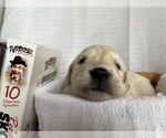 Small Photo #2 Golden Retriever Puppy For Sale in DE BEQUE, CO, USA