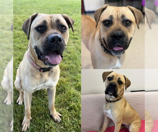 Medium Photo #1 Mutt Puppy For Sale in Fort Wayne, IN, USA