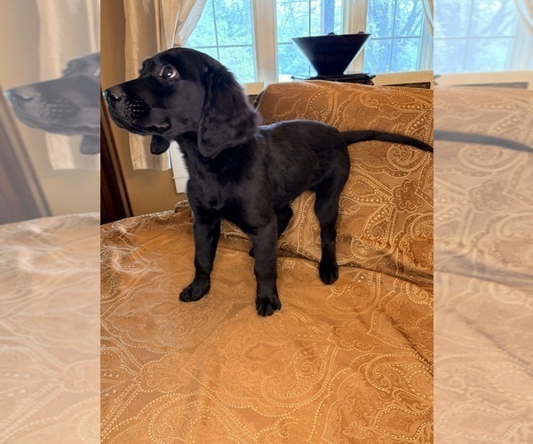 Medium Photo #28 Flat Coated Retriever Puppy For Sale in ROSE HILL, KS, USA