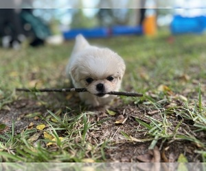 Pekingese Puppy for sale in RAEFORD, NC, USA
