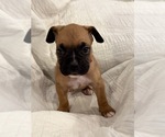 Small #4 Boxer