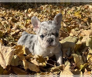 French Bulldog Puppy for sale in SHELBYVILLE, IN, USA