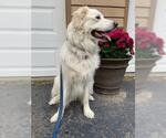 Small #4 Great Pyrenees Mix