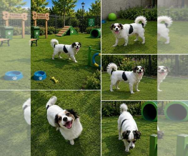 Medium Photo #4 Chion Puppy For Sale in FRAMINGHAM, MA, USA