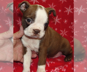 Boston Terrier Litter for sale in BEND, OR, USA