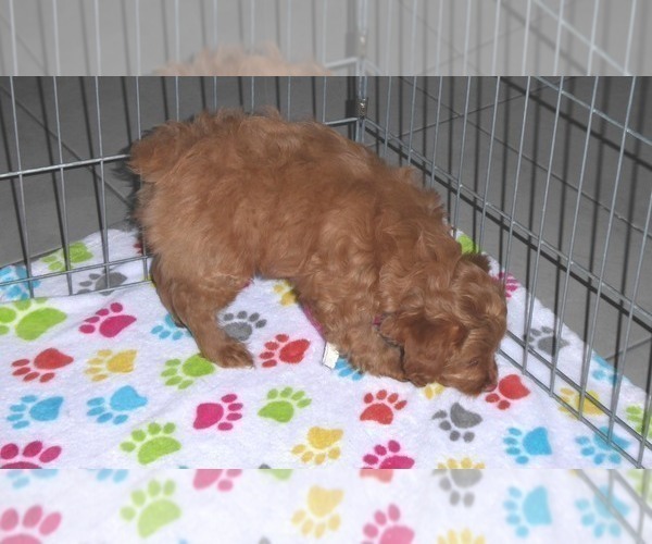 Medium Photo #12 Cockapoo-Poodle (Miniature) Mix Puppy For Sale in ORO VALLEY, AZ, USA