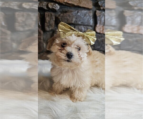 Medium Photo #1 Maltipoo Puppy For Sale in PEMBROKE PINES, FL, USA