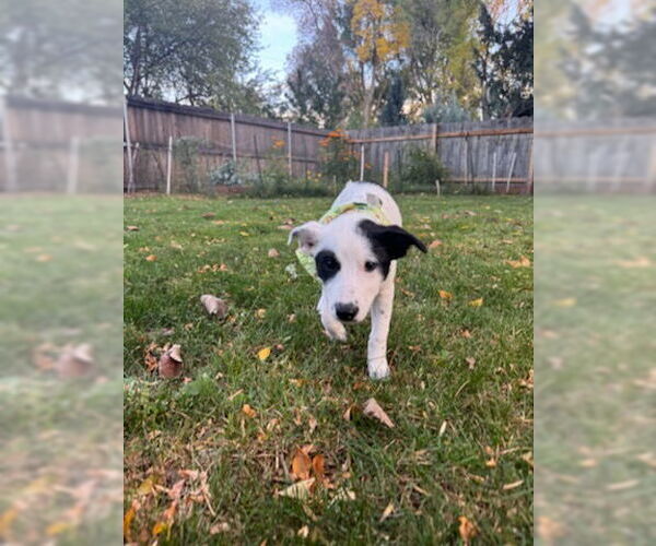 Medium Photo #6 Rat Terrier-Unknown Mix Puppy For Sale in Fort Collins, CO, USA