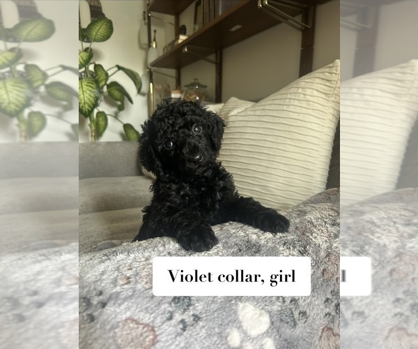 Medium Photo #10 Poodle (Standard) Puppy For Sale in NEW ULM, MN, USA