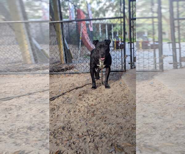 Medium Photo #1 Mutt Puppy For Sale in  Gainesville, FL, USA