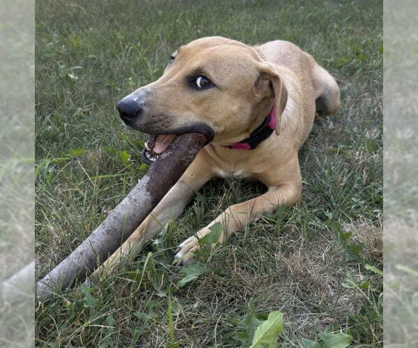 Medium Photo #4 Labrador Retriever-Unknown Mix Puppy For Sale in Minneapolis, MN, USA