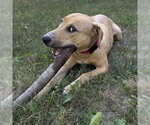Small #3 Labrador Retriever Mix