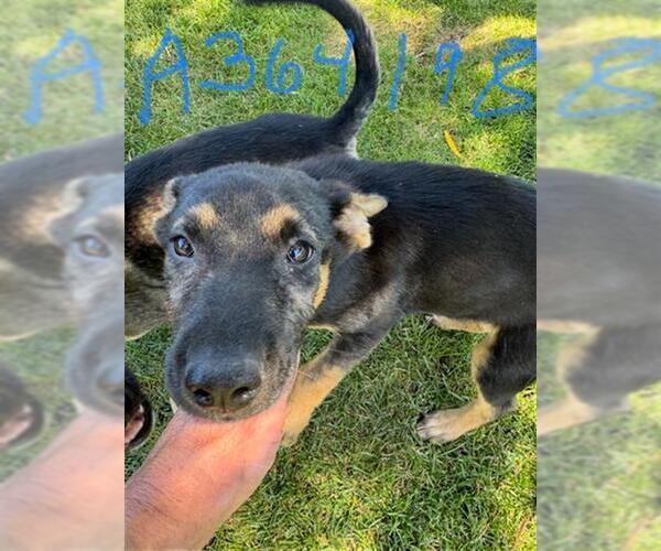 Medium Photo #1 Mutt Puppy For Sale in Stockton, CA, USA