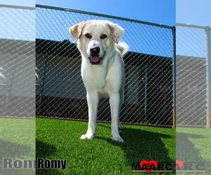 Golden Retriever Dogs for adoption in Maryville, TN, USA