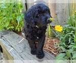 Small Photo #5 Bernedoodle Puppy For Sale in OMAHA, NE, USA