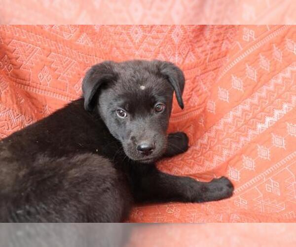 Medium Photo #1 German Shepherd Dog-Unknown Mix Puppy For Sale in Thief River Falls, MN, USA