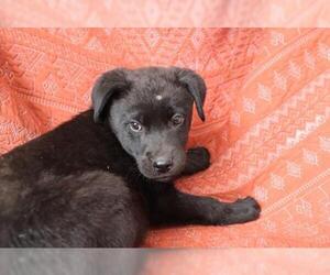German Shepherd Dog-Unknown Mix Dogs for adoption in Thief River Falls, MN, USA