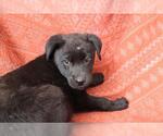 Small German Shepherd Dog Mix