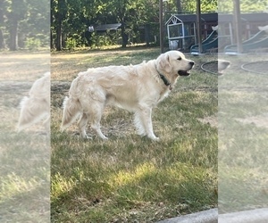 Father of the Golden Retriever puppies born on 03/05/2023