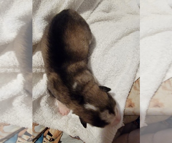 Medium Photo #2 Alaskan Malamute Puppy For Sale in BROOTEN, MN, USA
