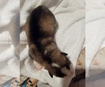 Small #1 Alaskan Malamute