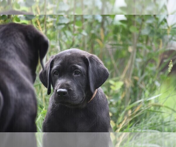 Medium Photo #6 Labrador Retriever Puppy For Sale in PARSHALL, CO, USA
