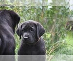 Small Photo #6 Labrador Retriever Puppy For Sale in PARSHALL, CO, USA