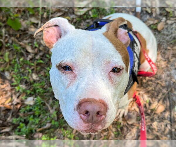 Medium Photo #2 Staffordshire Bull Terrier Puppy For Sale in Ocala, FL, USA