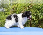 Small #14 Poodle (Toy)