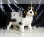 Small #3 Cavalier King Charles Spaniel