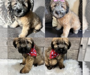 Soft Coated Wheaten Terrier Puppy for sale in RICHMOND, IL, USA