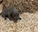 Small Photo #2 Great Dane Puppy For Sale in CARVER, MA, USA