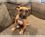 Small #5 American Pit Bull Terrier-Labrador Retriever Mix